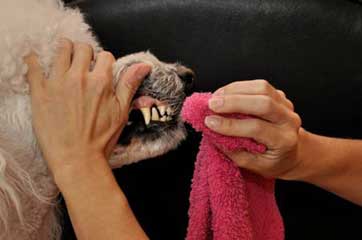 Pet Dental Care: No More Bad Breath