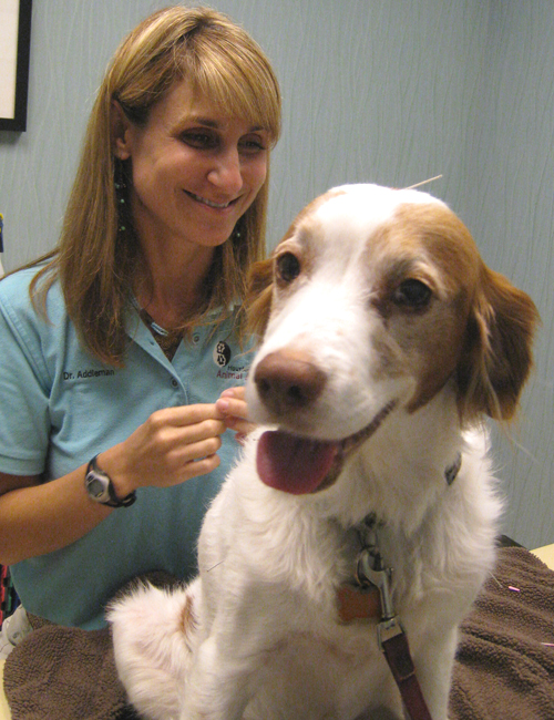 Treating Kidney Failure in Dogs and Cats Dr. Rachel Addleman Houston Animal Acupuncture & Herbs