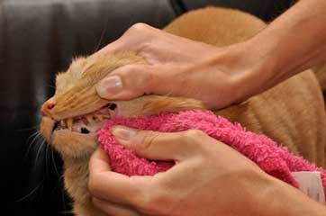 Pet Dental Care: No More Bad Breath