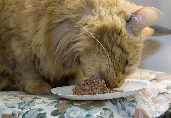 Wet food vs dry food for cats