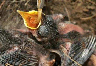 Caring for Orphaned and Sick Wildlife 