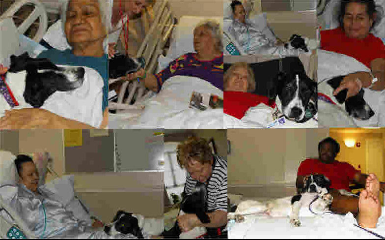 Therapy Dog Visits the Sick:  Chaya's Story