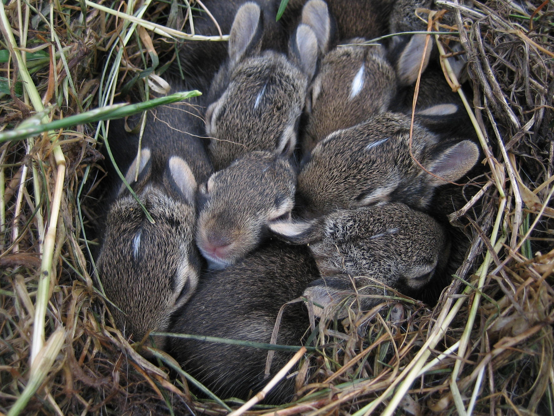 Caring for Orphaned and Sick Wildlife