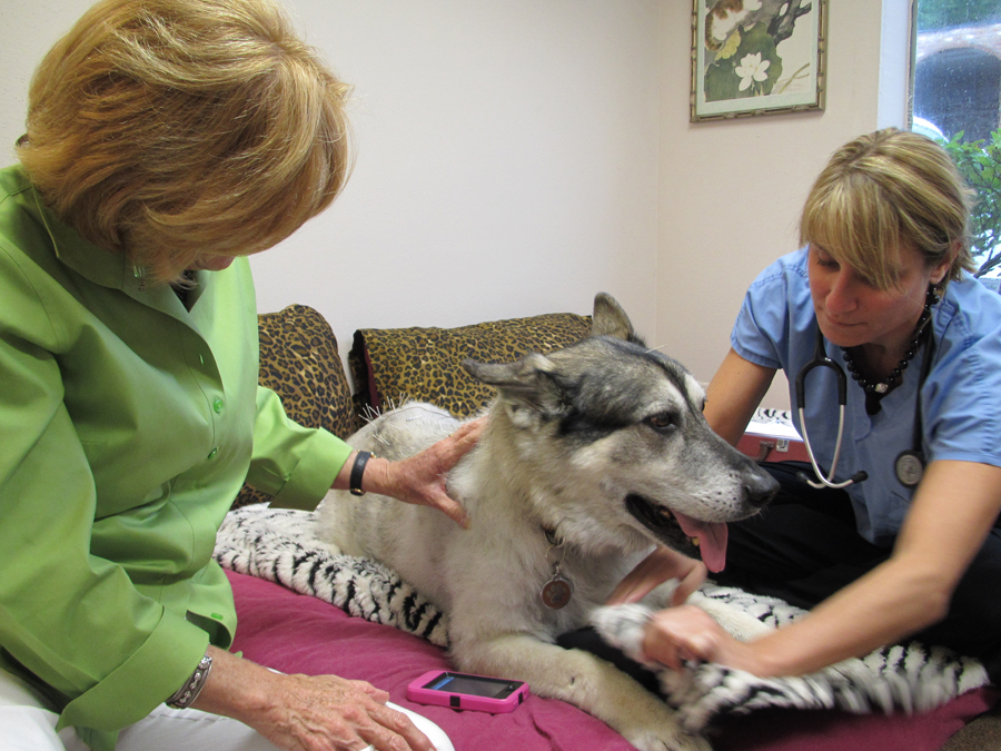 Treating Arthritis in Dogs and Cats with acupuncture