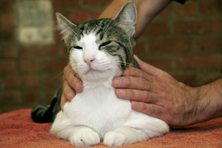Houston Animal Acupuncture & Herbs: Tu Nai Massage