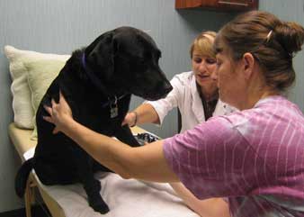 dog acupuncture treatment