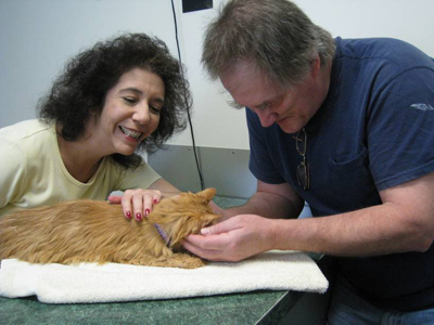 cat  acupuncture treatment
