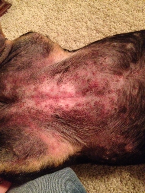 allergy in dog treated with acupuncture and herbal medicine